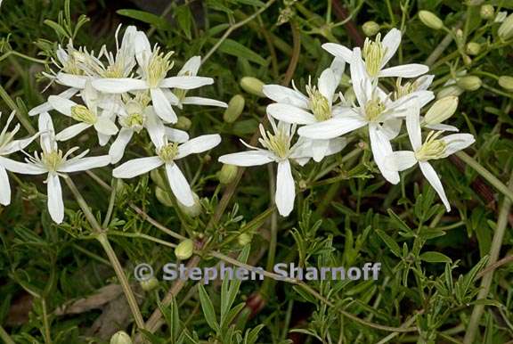 clematis viticella 1 graphic